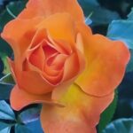 Homepage 20250901 074329