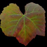 Homepage screenshot 20250919 164332 whatsapp