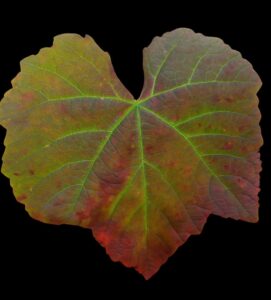 Homepage screenshot 20250919 164332 whatsapp